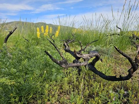 Burnt tree in meadow ID Stock Photos