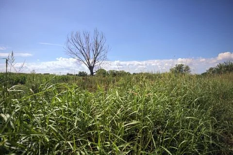 Burnt tree in the middle of a meadow in a path between a grass and a corn f.. Stock Photos