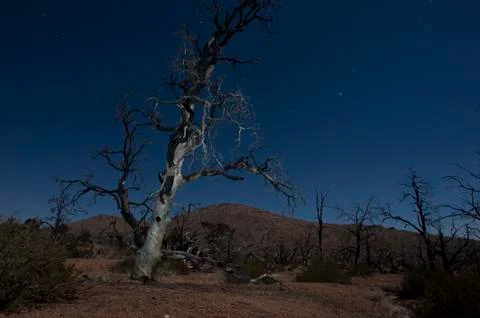 Burnt tree mojave desert Stock Photos