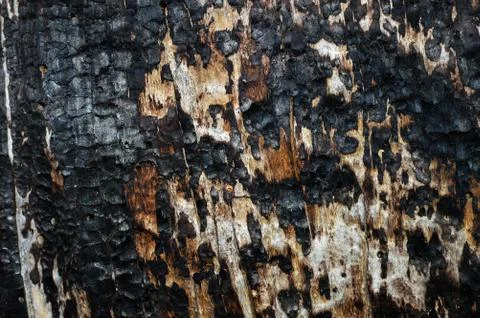 Burnt tree Stock Photos