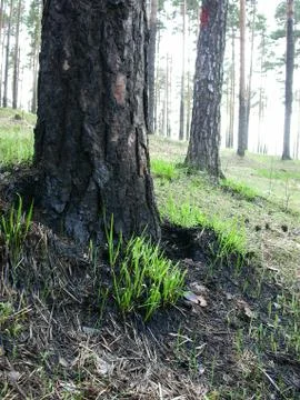 Burnt Tree Stock Photos