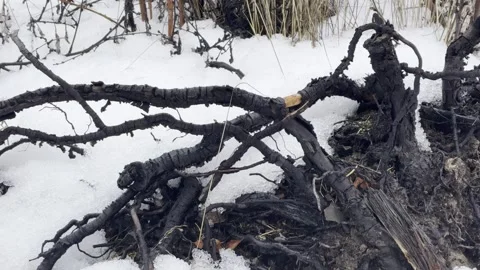 Burnt tree roots and branches lie amidst winter snow Stock Footage 318905031