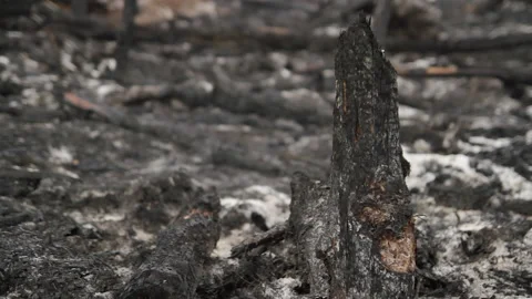 Burnt Tree with Smoke after WildFire, Indonesia Stock Footage 142776888