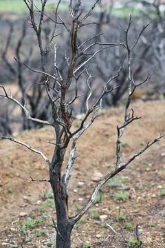 Burnt tree standing in devastated forest after wildfire Stock Photos