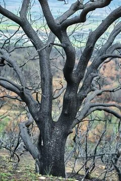 Burnt tree standing in devastated forest after wildfire Stock Photos