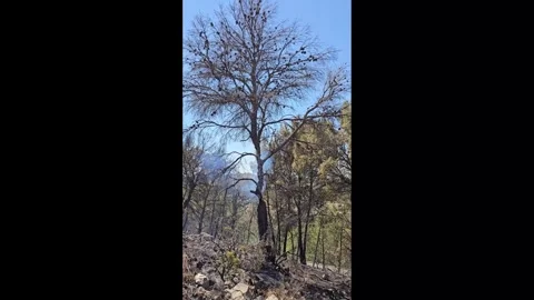 Burnt tree stands tall against blue sky Stock Footage 339757693