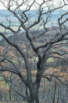 Burnt tree stands tall in a devastated forest landscape Stock Photos