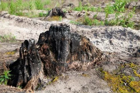 Burnt tree stump after a forest fire Stock Photos