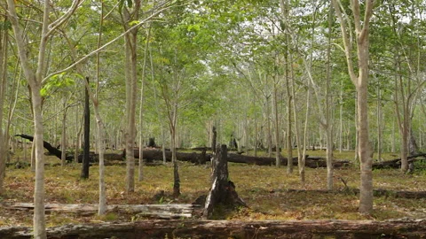 Burnt Tree Stump Among Rubber Plantation, Indonesia Stock Footage 142776288