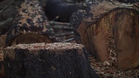 Burnt Tree Stump Stockbeeldmateriaal 85453989