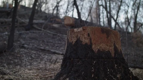 Burnt Tree Stump 스톡 동영상 85454823