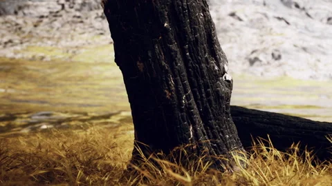 Burnt tree stump in a landscape with grass and rocky mountains Stock Footage 340230496