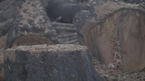 Burnt Tree Stump - Log 스톡 동영상 85453684