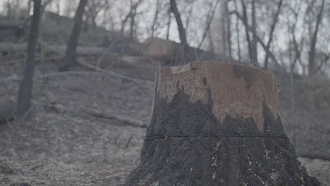 Burnt Tree Stump - Log Stockbeeldmateriaal 85454810