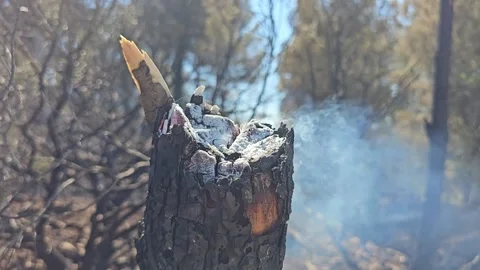 Burnt tree stump smokes gently after fire Stock Footage 339757692
