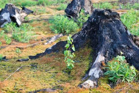 Burnt tree stumps after a forest fire Stock Photos