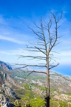 Burnt tree on the top of the Kyrenia mountain range, Northern Cyprus Stock Photos