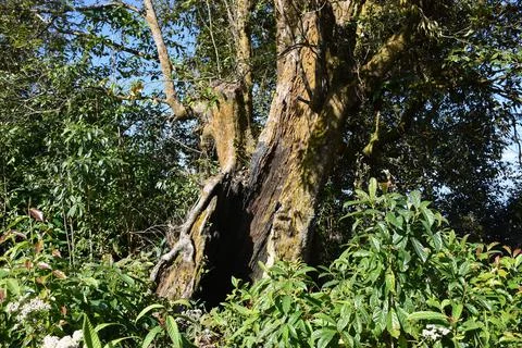 Burnt Tree Trunk Bottom Stock Photos