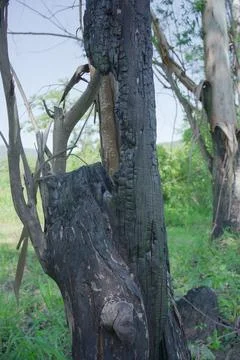 Burnt tree trunk at forest. Stock Photos