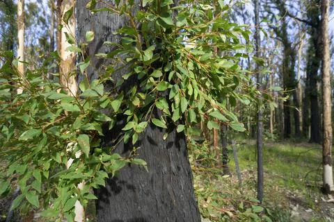 Burnt Tree Trunk Green Leafs Stock Photos