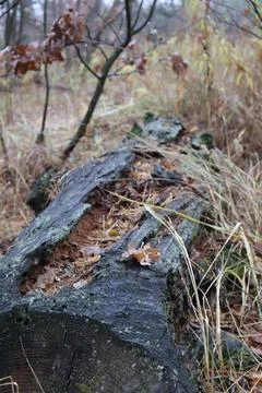 Burnt tree trunk lying on the forest floor covered with dry leaves and grass Fotos de archivo