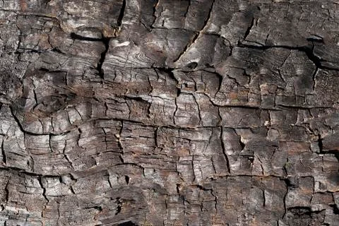 Burnt tree trunk macro Stock Photos