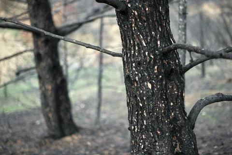 Burnt Tree Trunk in Post-Fire Forest, Legarda Stock Photos