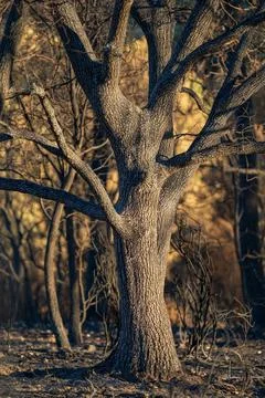 Burnt Tree Trunk in Post-Fire Forest Scene Stock Photos