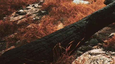 Burnt tree trunk resting on dry grass and rocks in a natural setting Stock Footage 340999719