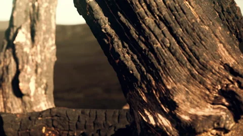 Burnt tree trunk shows scars of past fire in a remote landscape Stock Footage 339504053
