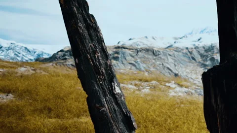 Burnt tree trunk stands among yellow grass in a mountainous area Stock Footage 341000980