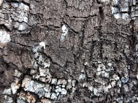 Burnt Tree Trunk Texture with Charred Bark Surface Stock Photos