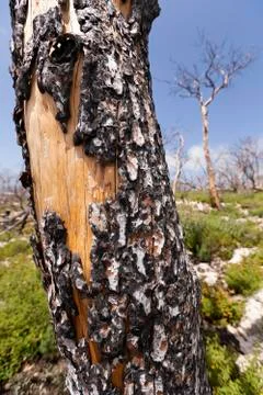 Burnt tree trunk in the wild Stock Photos
