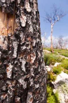 Burnt tree trunk in the wild Stock Photos