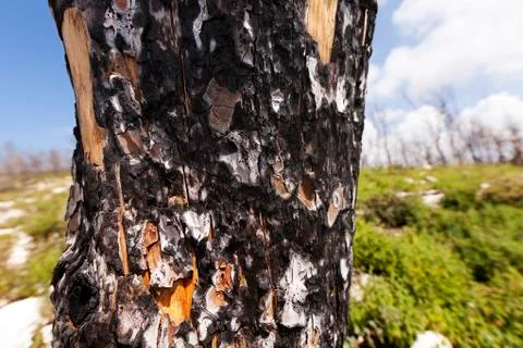 Burnt tree trunk in the wild Stock Photos
