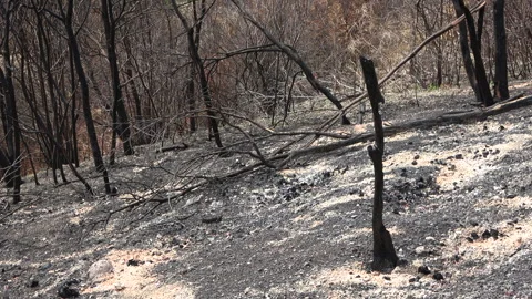 Burnt tree trunks after the Monte Mario fire in Rome Stock Footage 285241366