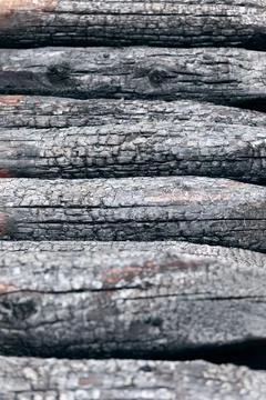 Burnt tree trunks pattern (Selective focus) Stock Photos