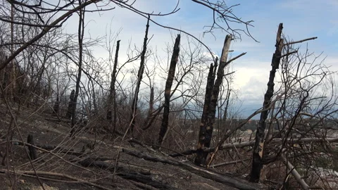 Burnt tree trunks still standing after the fire Stock Footage 285246652