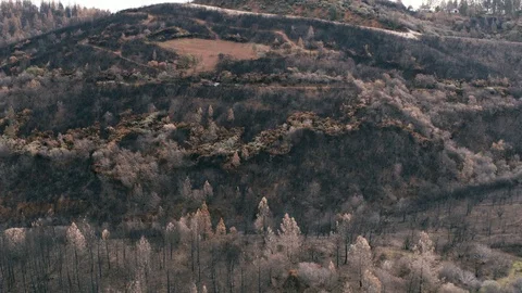 Burnt Trees after California Wildfire, Aerial Drone Stock Footage