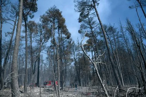 Burnt trees after a fire in the coniferous forest Stock Photos