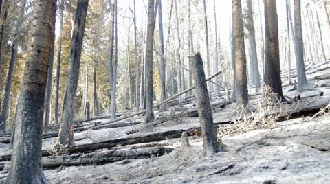Burnt trees after a forest fire panning shot Stock Footage 52051759