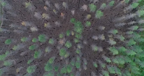 Burnt trees after a forest fire. Stock Footage 154328181