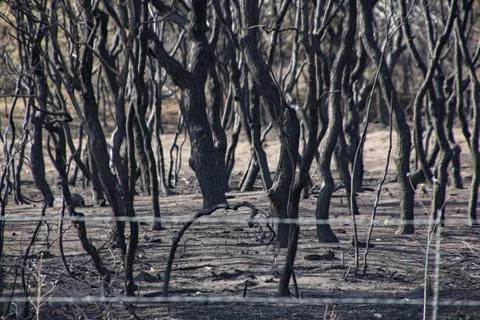 Burnt trees after a forest fire Stock Photos