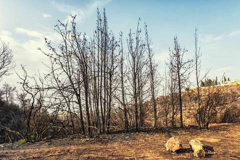 Burnt trees after forest fire near Jerusalem, Israel Stock Photos