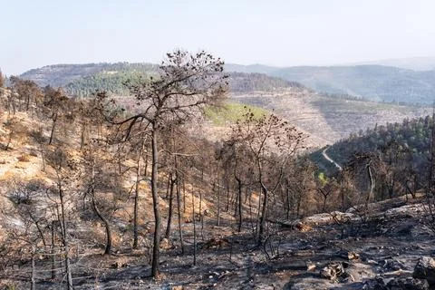 Burnt trees after forest fire near Jerusalem, Israel Stock Photos