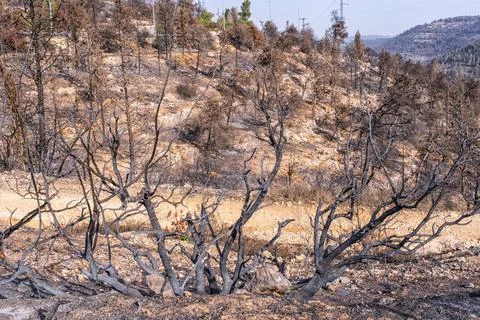 Burnt trees after forest fire near Jerusalem, Israel Stock Photos