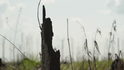 Burnt Trees After Land Clearing With Fire, Indonesia Stock Footage 142776394