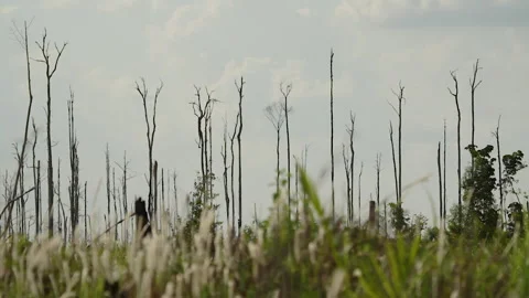 Burnt Trees After Land Clearing With Fire, Indonesia Stock Footage 142776405