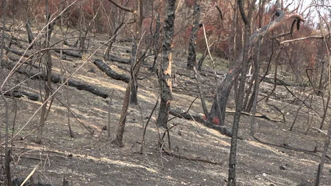 Burnt trees After the Park Fire Stock Footage 285076235