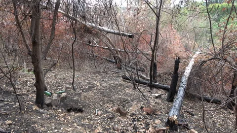 Burnt Trees After Park Fire in Rome Stock Footage 285247464